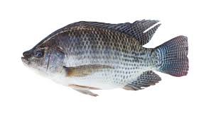 Tilapia Fish